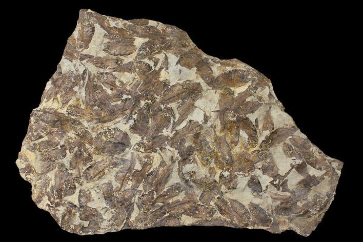 Fossil Fish (Gosiutichthys) Mortality Plate - Lake Gosiute #130094